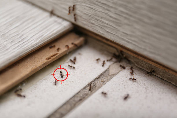 Wasp Removal Services in Richmond, MI