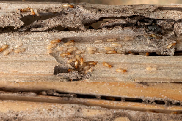 Best Local Pest Control Services  in Richmond, MI